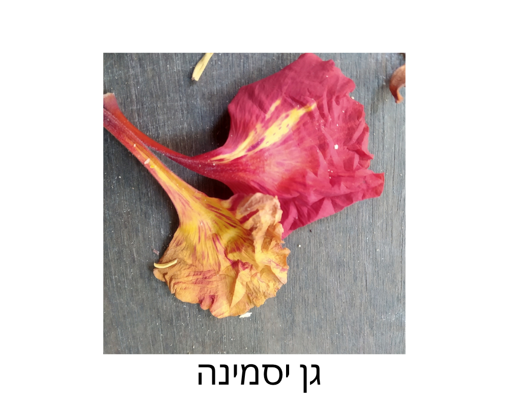 יסמינה